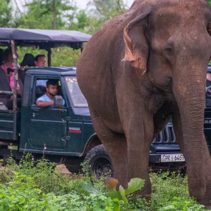 An-elephant-walks-away-from-safari-jeeps-in-Udawalawe-National-Park-Sri-Lanka.jpg