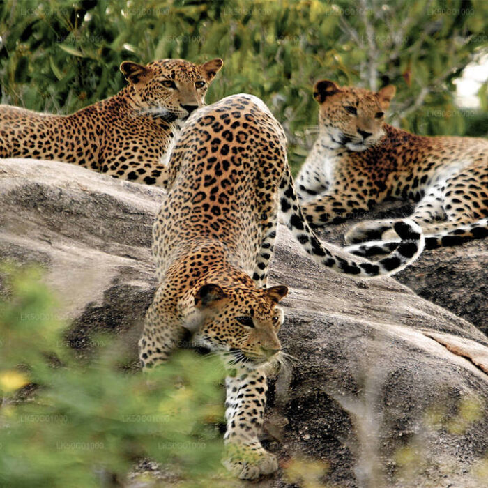 LK50C01000-02-E-1280-720 (3)