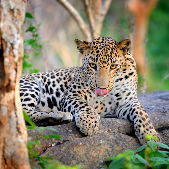 Leopard