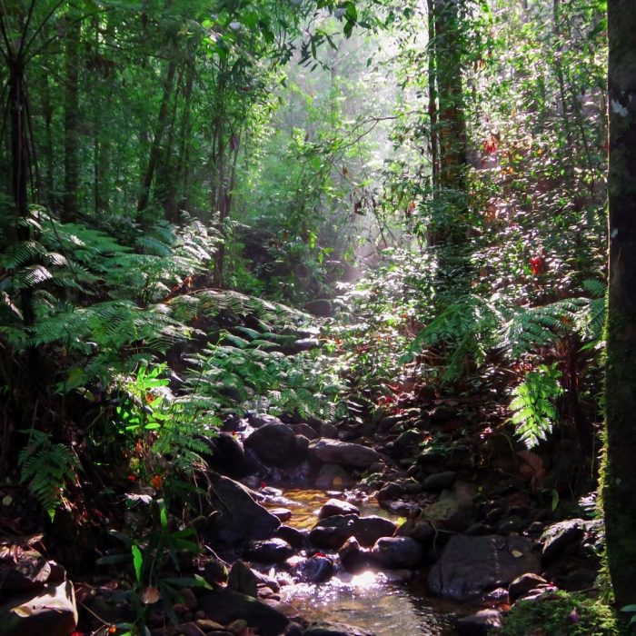 Morning-sun-at-Sinharaja-Forest-Reserve