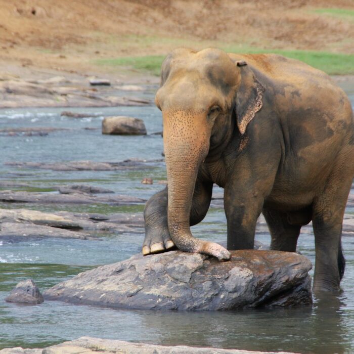 elephant-471487_1280