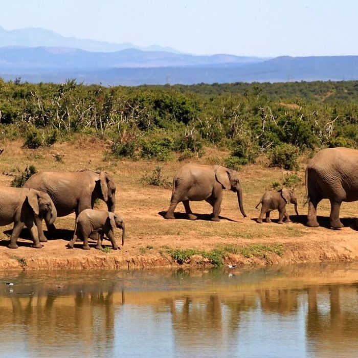elephants-279505_1280 (2) (1)