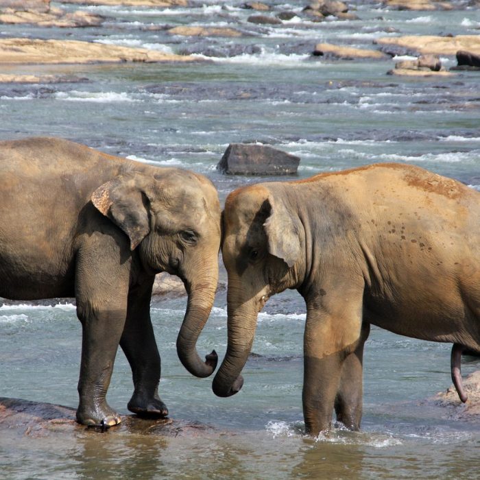 elephants-471480_1280 (2)