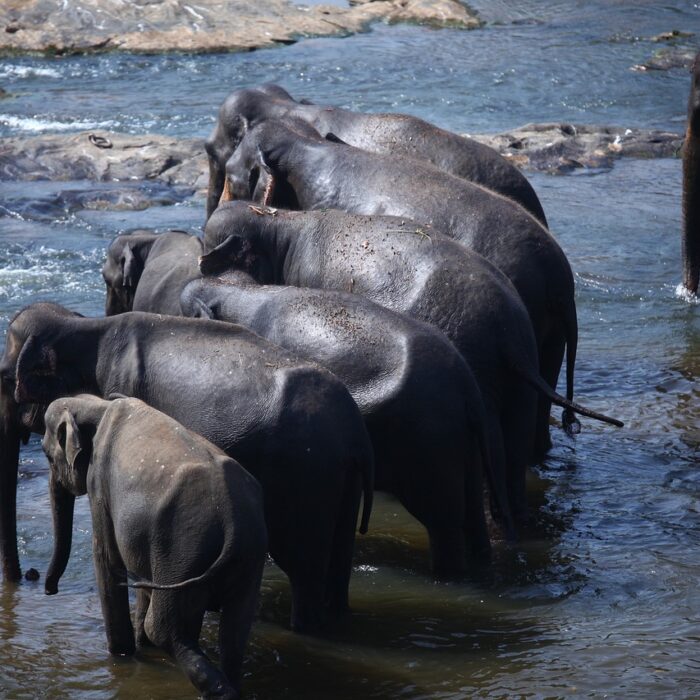 elephants-6498609_1280