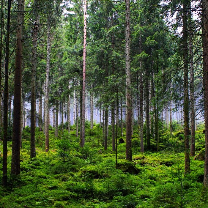 forest-6874717_1280