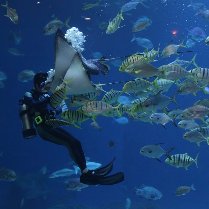 stingray-4392776_1280
