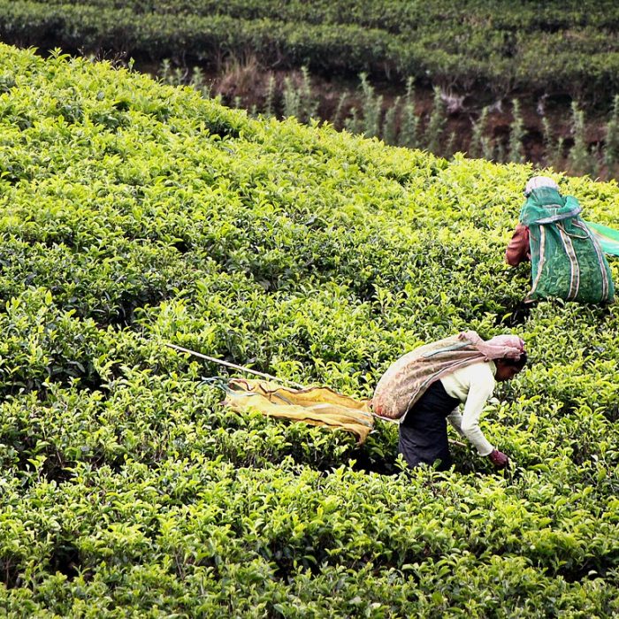 tea-harvest-2132767_1280 (1)